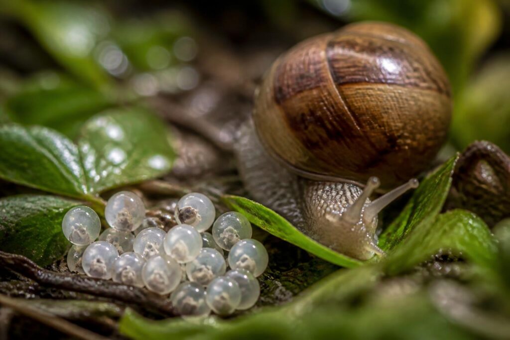 découvrez comment identifier les œufs d'escargot avant leur éclosion pour mieux protéger votre jardin en jardinage écologique. conseils pratiques et méthodes naturelles.