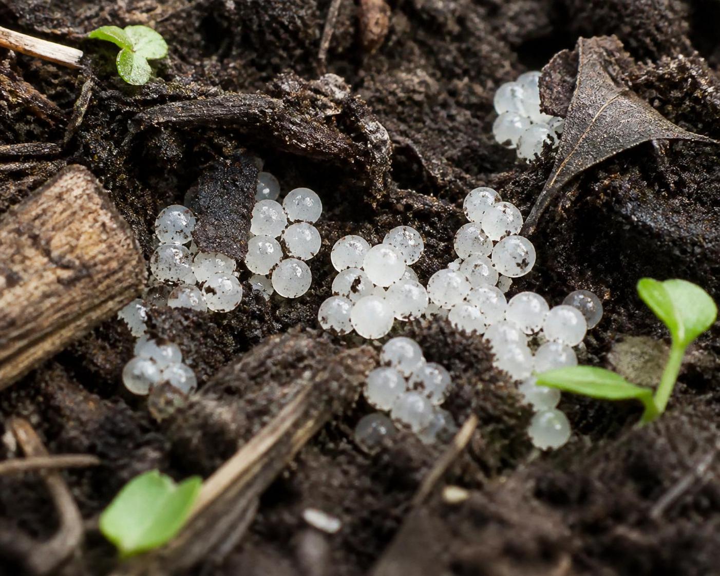 découvrez comment identifier les œufs d'escargot avant l’éclosion pour protéger votre jardin en utilisant des méthodes écologiques efficaces et durables.