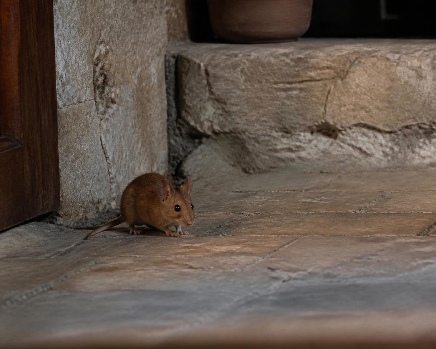 découvrez comment gérer la présence des mulots dans votre maison en limitant les dégâts tout en respectant l'environnement grâce à des méthodes douces et efficaces.