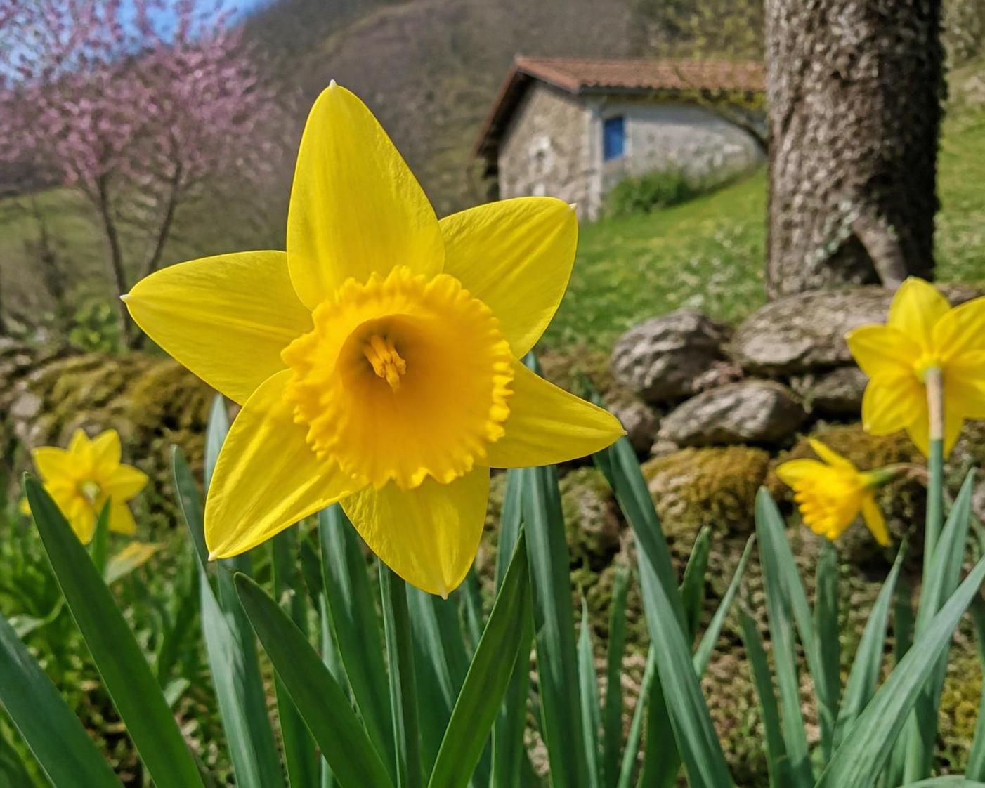 découvrez la signification de la jonquille, cette fleur emblématique de nos jardins, et son importance dans les traditions culturelles et symboliques.