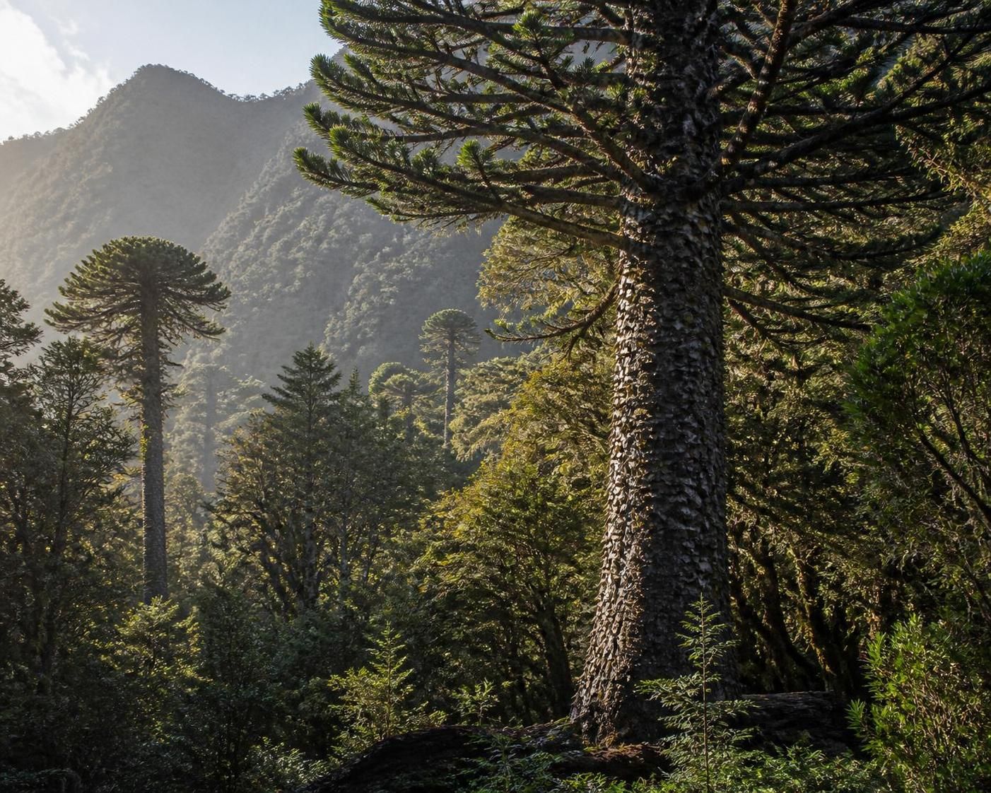 découvrez l'araucaria araucana, un arbre ancestral aux vertus écologiques souvent méconnues, essentiel pour la biodiversité et la conservation environnementale.