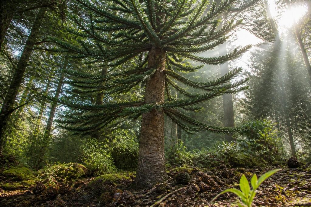 découvrez l'araucaria araucana, un arbre ancestral aux multiples bienfaits écologiques encore peu connus, symbole de biodiversité et de durabilité.