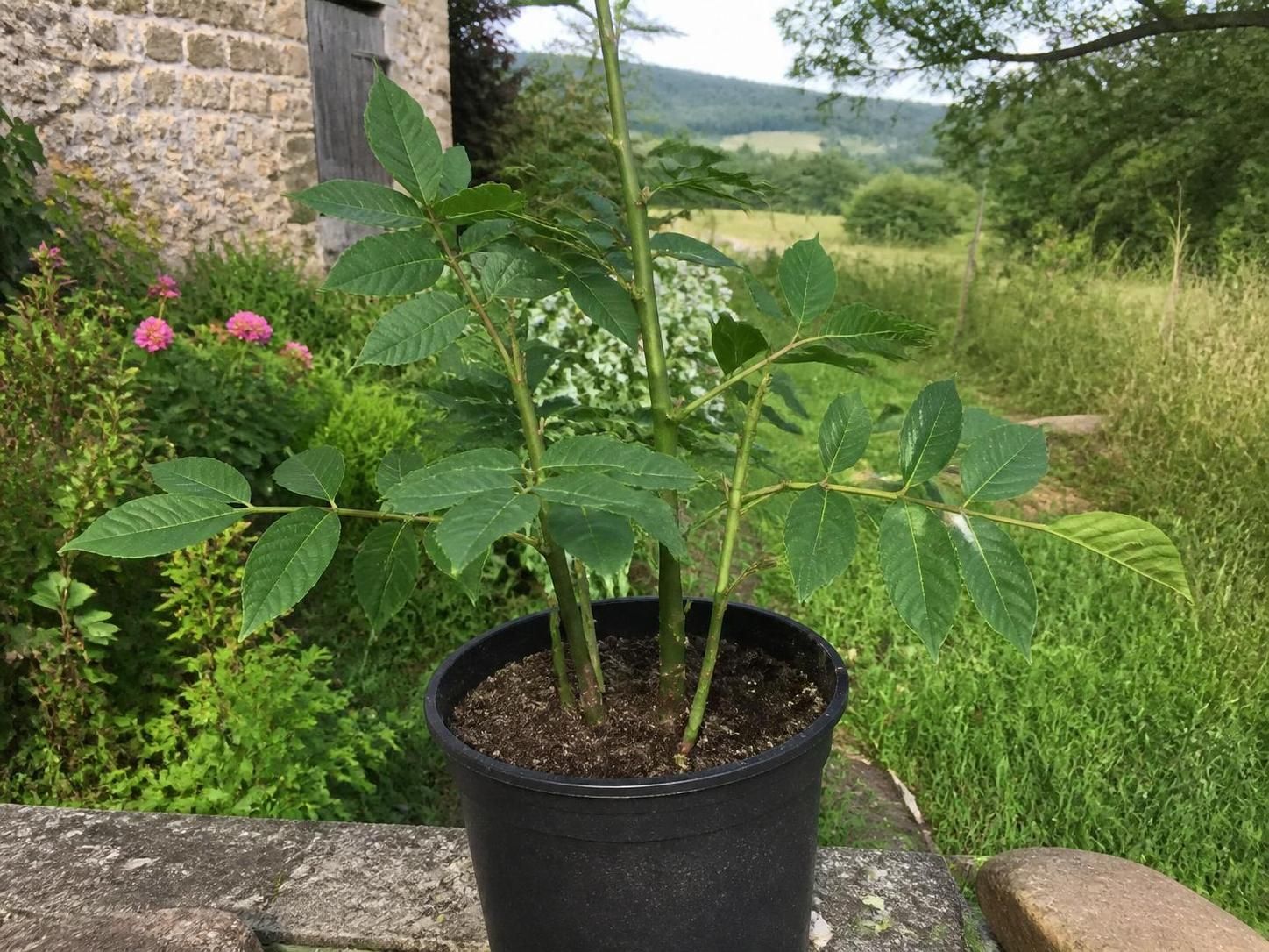 découvrez les astuces essentielles pour réussir la bouture de noyer chez vous et multiplier vos arbres naturellement en toute simplicité.