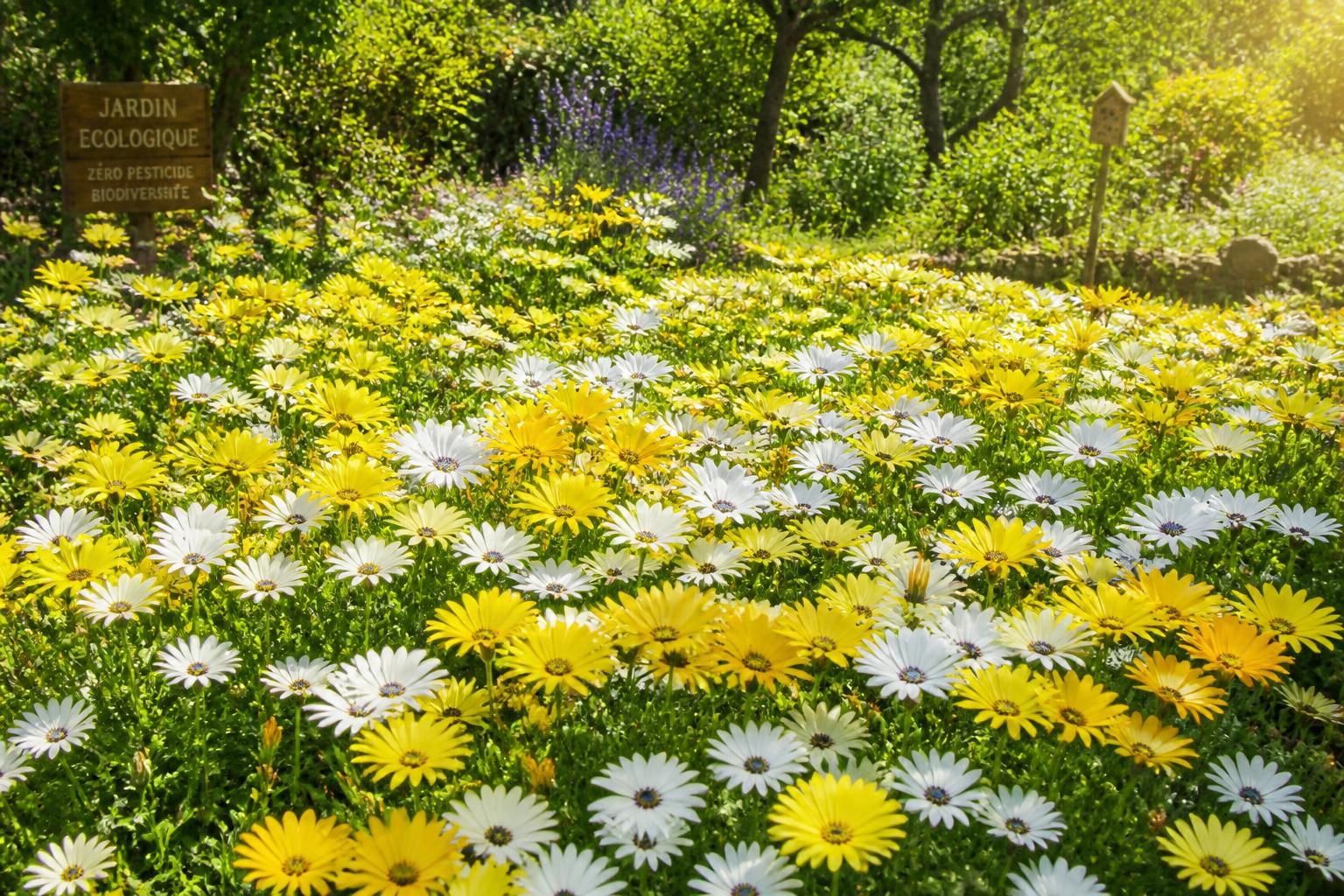 découvrez comment intégrer la dimorphoteca, cette fleur solaire, dans votre jardin écologique pour apporter couleur et biodiversité tout en respectant l'environnement.