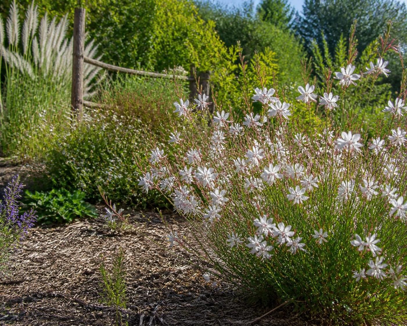 découvrez quelle taille choisir pour votre gaura afin de créer un jardin écologique et esthétique, favorisant la biodiversité tout en embellissant votre espace vert.