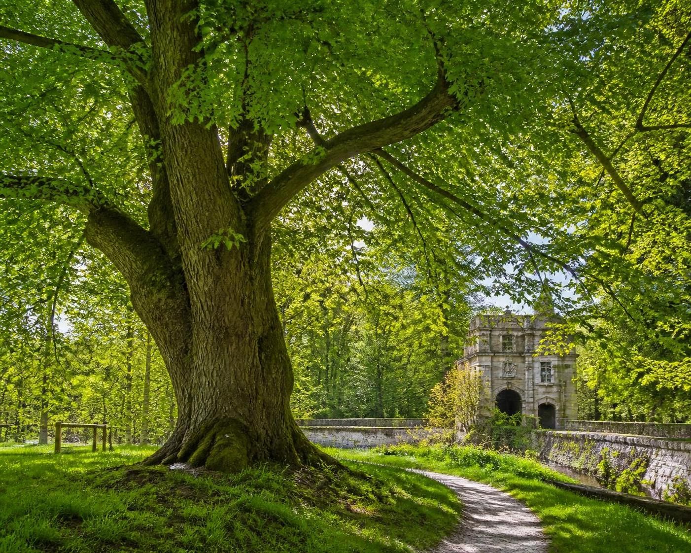 découvrez comment l'orme, arbre majestueux, s'adapte aux défis écologiques modernes et contribue à la biodiversité et à la protection de l'environnement.
