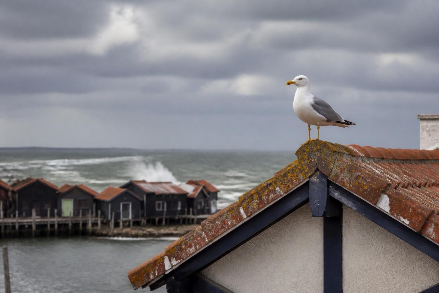 découvrez pourquoi la mouette s'invite fréquemment près des maisons en bord de mer et ce que cela révèle sur son comportement et son environnement naturel.