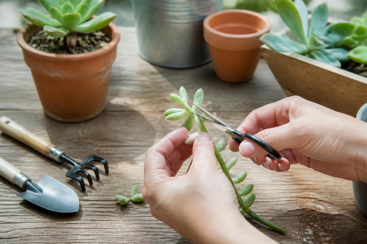 découvrez nos astuces simples et efficaces pour réussir la bouture de vos plantes grasses chez vous, sans stress ni complications. guide pratique pour jardiniers débutants et confirmés.