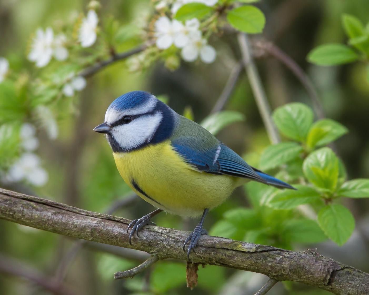 découvrez comment identifier facilement la mésange bleue, ce petit oiseau coloré fréquentant votre jardin. conseils d'observation et caractéristiques pour ne rien manquer.