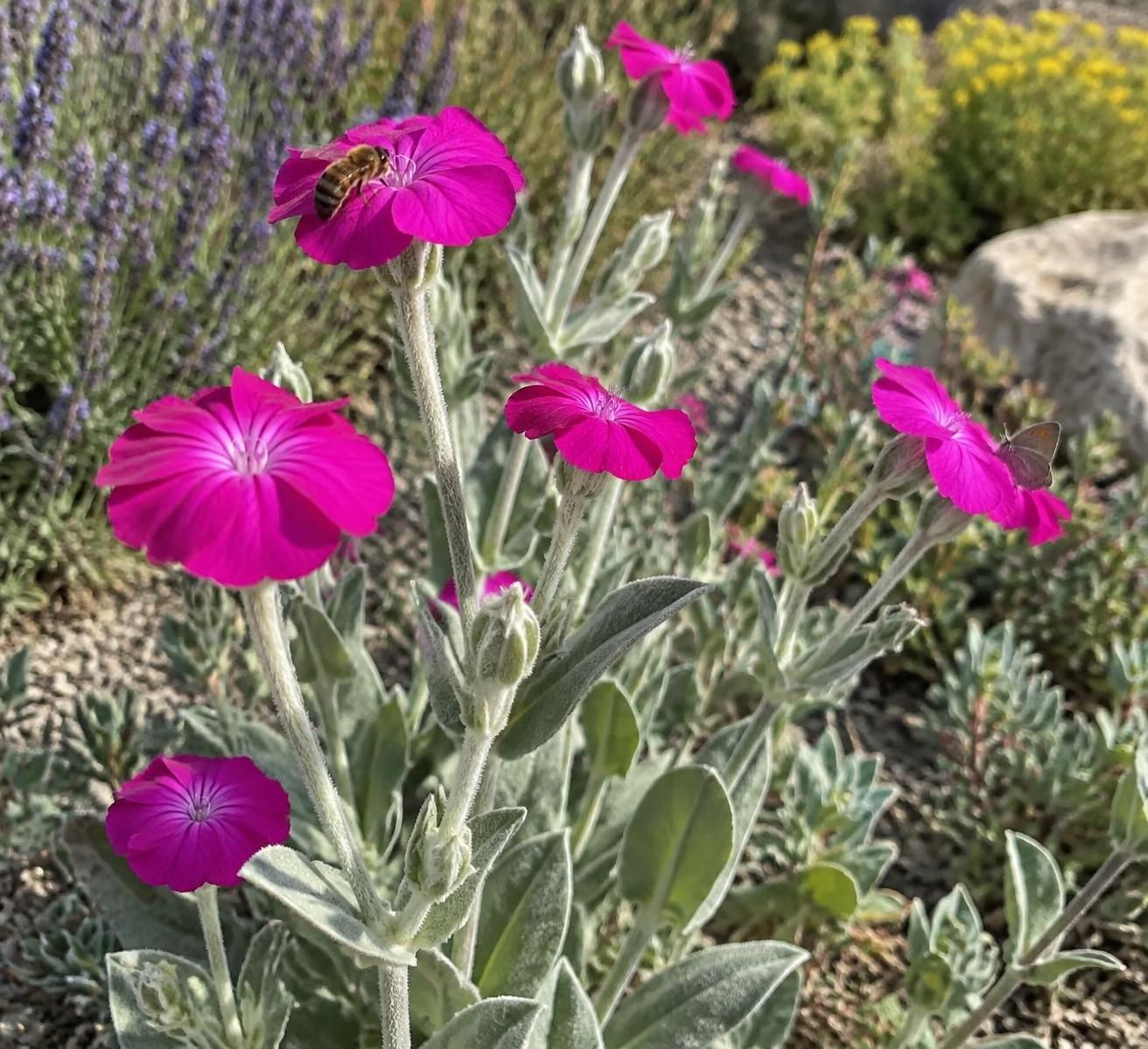 découvrez comment la coquelourde, plante sauvage résistante et facile à cultiver, embellit les jardins écoresponsables et favorise la biodiversité.